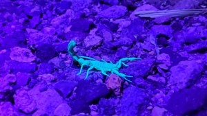 Will a heavy Phoenix monsoon create a ‘perfect storm’ for scorpions?