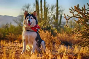 My Arizona dog caught valley fever. Yours probably will, too